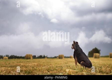 Boxer mix Hund sitzen in einem Feld mit Strohballen mit blauem Himmel Stockfoto