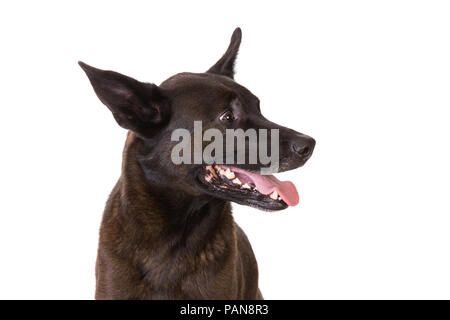 Aus brauner Hund mit großen Ohren im Studio betonten Stockfoto