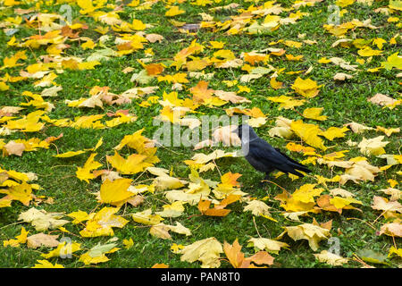 Western Dohle (Coloeus Monedula) stehend auf grünen Rasen unter den gelben Herbst Ahorn Blätter. Einzigen wilden Vogel auf der Suche nach Futter. Stadt Fauna. Stockfoto