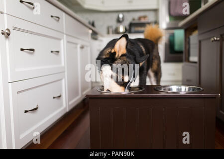 Husky Hund essen von angehobenen Schrägförderer in hellem Weiß Küche Stockfoto