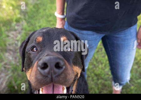 Nahaufnahme der Rottweiler suchen, um sich mit Frau neben ihm Stockfoto