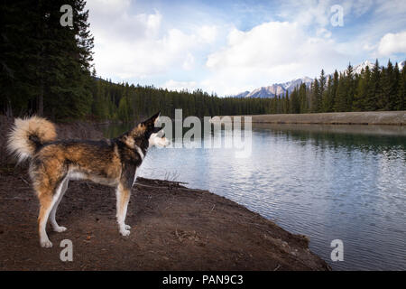 Husky Hund suchen in See mit den Bergen in der Ferne Stockfoto