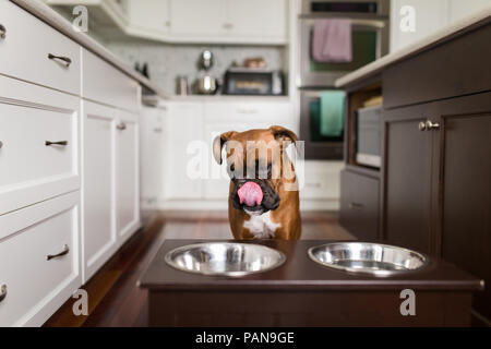 Boxer Hund Lecken der Lippen vor futternäpfe Stockfoto
