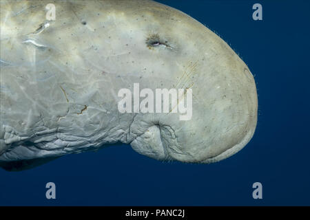Portrait von dugong oder Seekuh (Dugong dugon) schläft in blue water Stockfoto