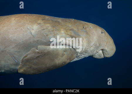 Portrait von dugong oder Seekuh (Dugong dugon) schläft im blauen Wasser Stockfoto