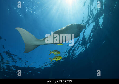 Dugong oder Seekuh (Dugong dugon) steigt auf der Oberfläche Stockfoto