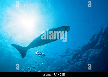 Dugong oder Seekuh (Dugong dugon) schwimmt unter der Oberfläche des blauen Wasser Stockfoto