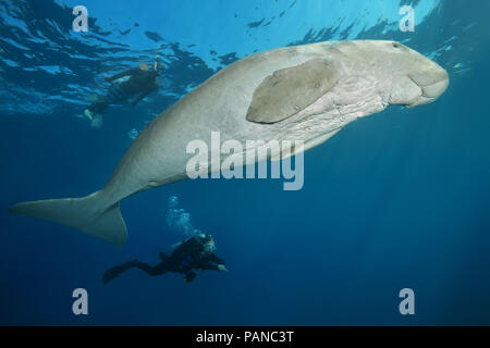 Weibliche scubadiver sieht Dugong oder Seekuh (Dugong dugon) schwimmt unter der Oberfläche des blauen Wassers Stockfoto