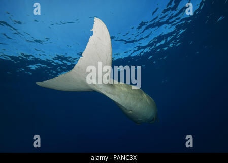 Schwanz eines schwimmenden Dugong oder Seekuh (Dugong dugon) Stockfoto