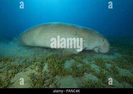 Dugong oder Seekuh (Dugong dugon) essen Sea Grass Stockfoto