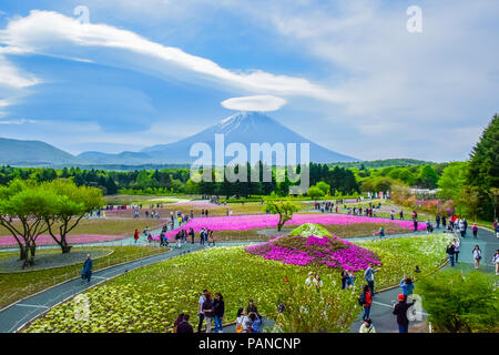 Mount Fuji Blick hinter bunte Blume Feld bei Fuji Shibazakura moss phlox Fastival in Kawaguchiko, Japan Stockfoto