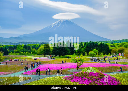 Mount Fuji Blick hinter bunte Blume Feld bei Fuji Shibazakura moss phlox Fastival in Kawaguchiko, Japan Stockfoto