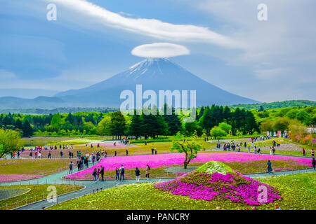 Mount Fuji Blick hinter bunte Blume Feld bei Fuji Shibazakura moss phlox Fastival in Kawaguchiko, Japan Stockfoto