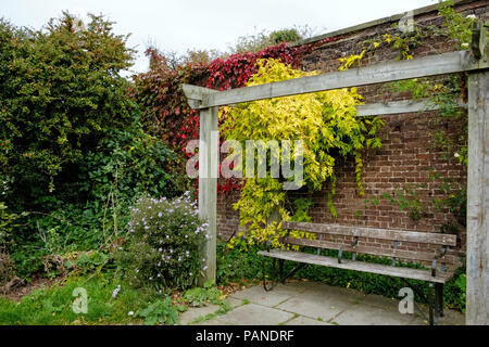 Eine Bank unter einer Pergola an brockwell Park, Herne Hill, South London, England im Herbst, mit Ziegel Wand hinter, Rote Reben und gelbe Blätter. Stockfoto