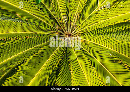 Die Blätter der Japanische Sago Palme Cycas Revoluta. Stockfoto