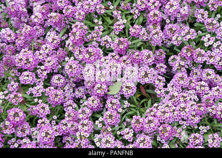 Lantana camara in Rom - Italien Stockfoto