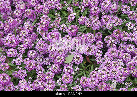 Lantana camara in Rom - Italien Stockfoto