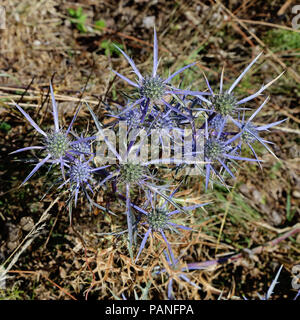 Anlagen- und blütenstände von Amethyst Sea Holly, eryngium Amethystinum Stockfoto