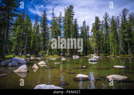 Ein natürlicher Wald Pool von Schneeschmelze und Abfluß in der Nähe von Mai See, Yosemite National Park gesammelt Stockfoto