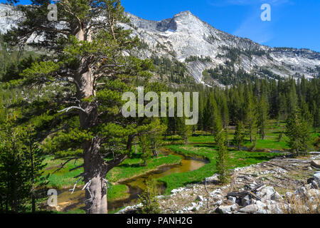 Landschaft der Tenaya Creek, klare Wasser, schlängelt sich durch grüne Wiese Tal in der Nähe des majestätischen Granite Peak, Yosemite Nationalpark Stockfoto