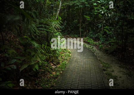 Dramatische Beleuchtung auf bezaubernden alten Stein Wanderweg führt durch dichten tropischen Dschungel von Butik Batok auf der Malaysischen Halbinsel - Singapur Stockfoto