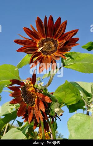 Wunderschöne, Blühende Sonnenblumen auf hellen, sonnigen Tag draußen, USA, selektiven Fokus. Stockfoto