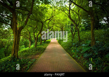 Von Bäumen gesäumten Ziegelstein Weg durch den Wald an der Fort Canning Park, einer der Singapur öffentliche Grünflächen. Stockfoto