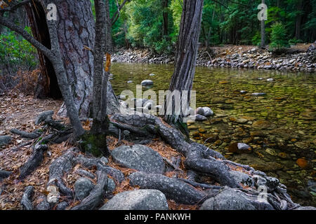 Ein Ponderosa Pine mit knorrigen Wurzeln sitzt entlang der felsigen, klare fließende Merced River - Yosemite National Park Stockfoto