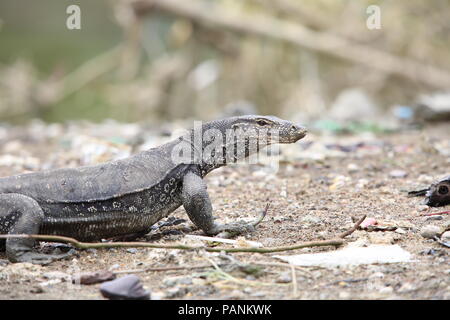 Gemeinsame Wasser Monitor (Varanus Salvator macromaculatus) in Sabah, Borneo, Malaysia Stockfoto