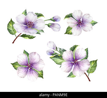 Satz, Sammlung von Apple Blumen, Blüten und Blätter auf weißem Hintergrund. Stockfoto