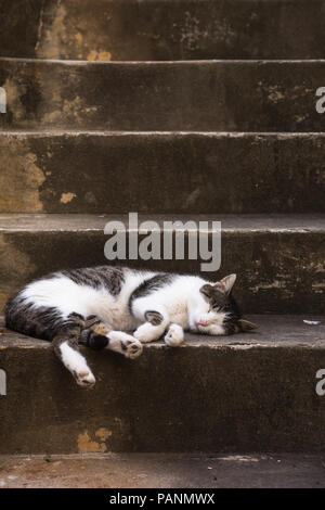 Faul grau und weiss behaart inländischen Hauskatze (Felis silvestris catus) zur Festlegung schlafen auf konkrete Haustür ausserhalb des Hauses in Perast, Montenegro Stockfoto