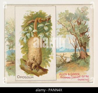 Opossum, von Vierbeiner-Serie (N41) auf Allen&Ginter Zigaretten. Maße: Blatt: 2 7/8 x 3 1/4 in. (7,3 x 8,3 cm). Lithograph: Lithographie von Lindner, Eddy & Claus (American, New York). Herausgeber: Herausgegeben von Allen&Ginter (Amerikanische, Richmond, Virginia). Datum: 1890. Große Handel Karten aus der "Vierbeiner"-Serie (N41), im Jahre 1890 in einer Reihe von 50 ausgestellten Karten Allen&Ginter Marke Zigaretten zu fördern. Serie N 41 reproduziert die Karten von N21 in einer größeren Größe. Museum: Metropolitan Museum of Art, New York, USA. Stockfoto