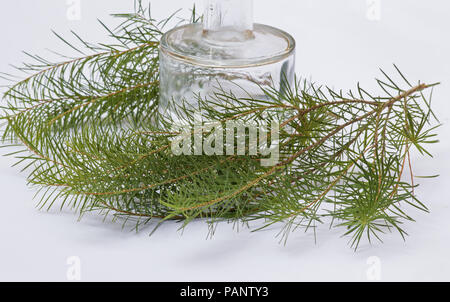 Melaleuca alternifolia ätherisches Öl und Blätter Stockfoto