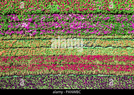 Bunte Blumen blühen im Frühjahr Stockfoto