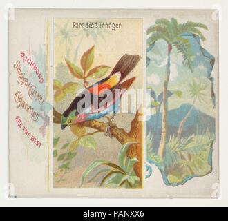 Paradies Tanager, von den Vögeln der Tropen-Serie (N38) bei Allen&Ginter Zigaretten. Maße: Blatt: 2 7/8 x 3 1/4 in. (7,3 x 8,3 cm). Lithograph: George S. Harris & Söhne (Amerikanische, Philadelphia). Herausgeber: Herausgegeben von Allen&Ginter (Amerikanische, Richmond, Virginia). Datum: 1889. Handel Karten aus dem "Vögel der Tropen'-Reihe (N 38), im Jahr 1889 in einer Reihe von 50 ausgestellten Karten Allen&Ginter Marke Zigaretten zu fördern. Diese Serie ist ein körperlich größere Version des "Vögel der Tropen" (N 5), einschließlich der entsprechenden kleine Karte Design mit anderen Bildzeichen hinzugefügt. Museum: Metr Stockfoto