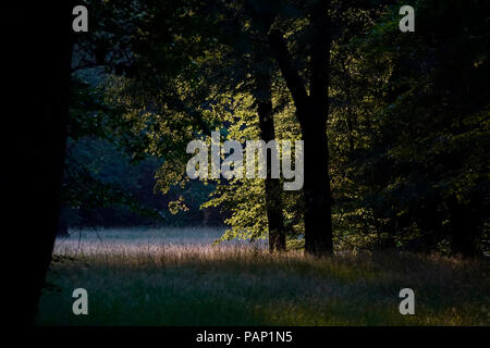 Deutschland, Waldlichtung im Abendlicht Stockfoto