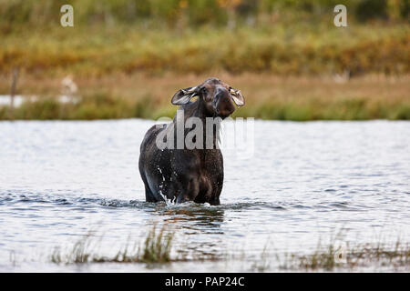 USA, Alaska, Denali Nationalpark, Elch Kuh in einem See Stockfoto