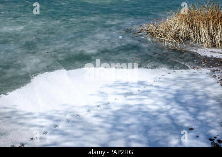 Gefrorenen See, Tierspuren im Schnee, See Stockfoto