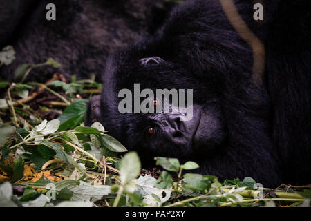 Afrika, der Demokratischen Republik Kongo, der Berggorilla, Silverback im Dschungel Stockfoto