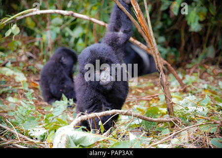 Afrika, Demokratische Republik Kongo, junger Berg Gorillas im Dschungel Stockfoto