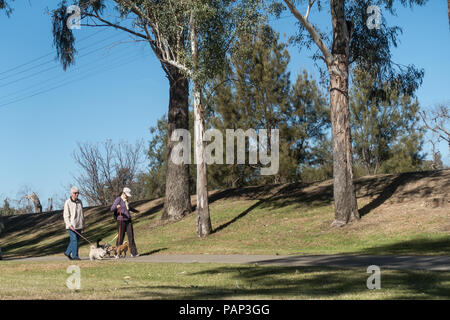 Ein älteres Ehepaar wandern ihre Hunde in den Bicentennial Park Tamworth NSW Australien. Stockfoto