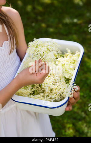 Mädchen, dass Schüssel abgeholt elderflowers, Teilansicht Stockfoto