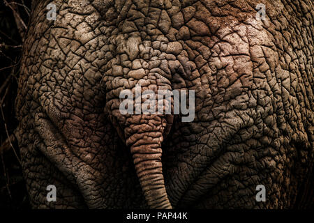 Uganda, Afrikanischer Elefant, Rückansicht, close-up Stockfoto