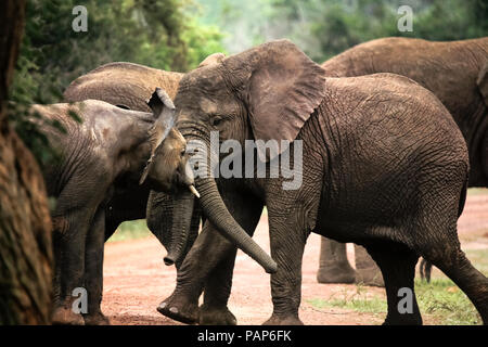 Uganda, Kigezi Nationalpark, jungen Elefanten zusammen spielen Stockfoto