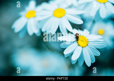 In der Nähe von Kamillenblüten Stockfoto