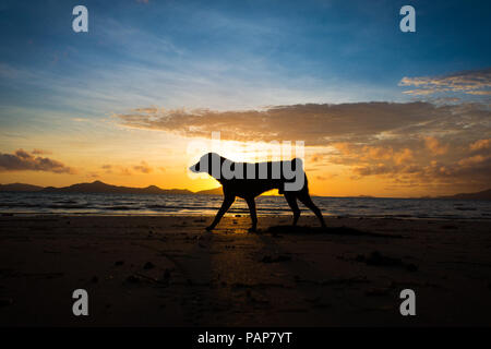 Stray Dog Silhouette am Strand bei Sonnenaufgang in Sibaltan, Palawan - Philippinen Stockfoto