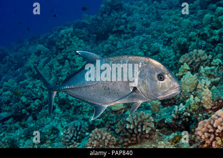 Die weißen Ulua, Caranx ignobilis, wird auch als Giant Trevally oder Jack bekannt. Diese Sorte ist beliebt bei spearfishermen und kann über fünf Fuß erreichen Stockfoto