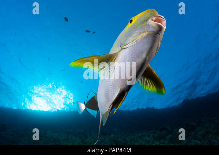 Ein Gelbflossen-Doktorfisch, Acanthurus Xanthopterus aus Molokin Marine bewahren, Maui, Hawaii. Stockfoto