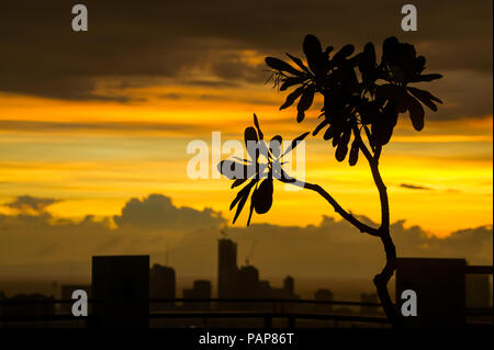 Silhouette der Blüte kalachuchi Baum mit städtischen Gebäude Landschaft unter einem wunderschönen Golden cloud Sonnenuntergang - Pasig, Manila - Philippinen Stockfoto