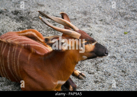 African bongo Antilope Tragelaphus eurycerus bezeichnet auf dem Boden sitzend Stockfoto